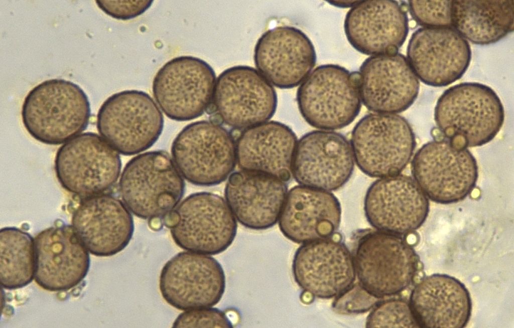 Physarum lateritium?